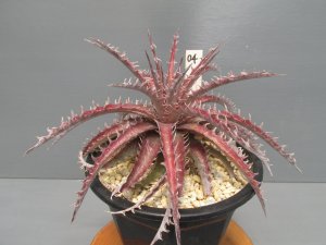 画像4: ディッキア交配種