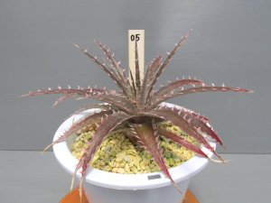 画像4: ディッキア交配種