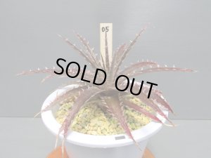 画像4: ディッキア交配種