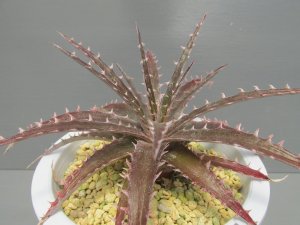 画像2: ディッキア交配種