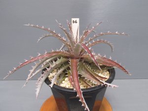 画像4: ディッキア交配種