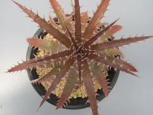 画像1: ディッキア交配種