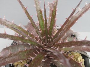 画像3: ディッキア交配種