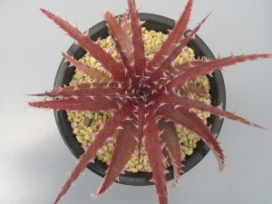 画像1: ディッキア交配種