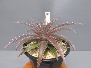 画像4: ディッキア交配種