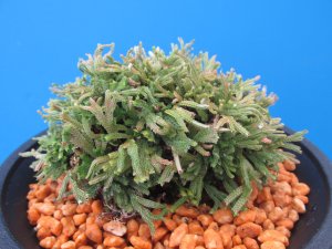 画像1: 翠鳳　（4.5号プラ）