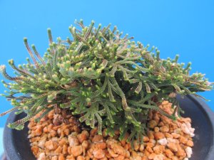 画像1: 剣光　（4.5号プラ）