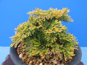画像1: 黄牡丹　（5号プラ）