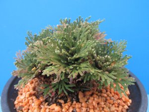 画像1: 皇輝　（4.5号プラ）