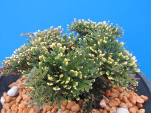 画像1: 丹頂　（4.5号プラ）