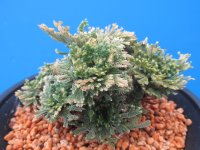 琥珀錦　（4.5号プラ）