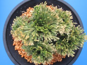 画像3: 琥珀錦　（4.5号プラ）