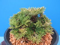 天賜冠　（4.5号プラ）