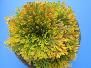 画像3: 黄牡丹　（5号プラ）
