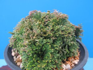 画像2: 鳳明殿　（4.5号プラ）