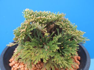 画像2: 皇輝　（4.5号プラ）