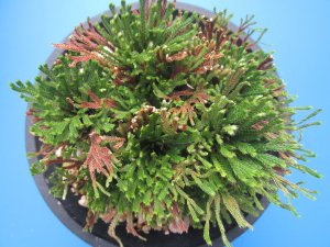 画像3: 花染　（4.5号プラ）