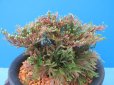 画像1: 紅之華　（5号プラ） (1)