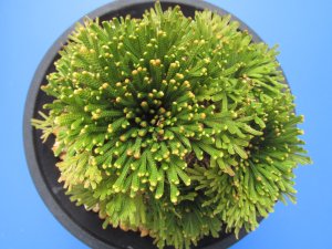 画像3: 天賜冠　（4.5号プラ）