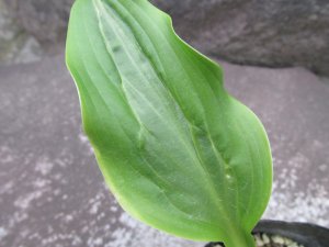 画像2: 甲竜オオバギボウシ（一点もの）