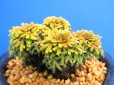 画像3: イワヒバ珍稀種【勾玉】（4号化粧鉢） (3)