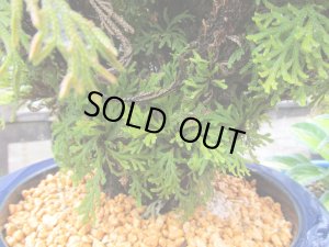 画像6: イワヒバ特選品【紅筑波】（8号化粧鉢）