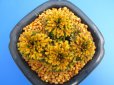 画像4: イワヒバ珍稀種【勾玉】（4号化粧鉢） (4)