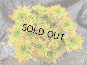 画像5: イワヒバ特選品【紅筑波】（8号化粧鉢）