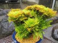 画像3: イワヒバ特選品【紅筑波】（8号化粧鉢）