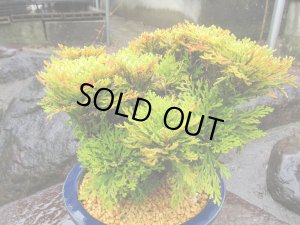 画像3: イワヒバ特選品【紅筑波】（8号化粧鉢）