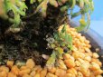 画像5: イワヒバ珍稀種【勾玉】（4号化粧鉢） (5)