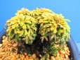 画像2: イワヒバ珍稀種【勾玉】（4号化粧鉢） (2)