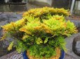 画像2: イワヒバ特選品【紅筑波】（8号化粧鉢）