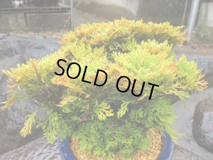 画像2: イワヒバ特選品【紅筑波】（8号化粧鉢）