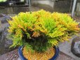 画像4: イワヒバ特選品【紅筑波】（8号化粧鉢）