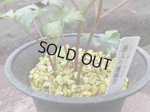 画像3: レンゲショウマ【覆輪花・斑入】（一点もの）4.5号