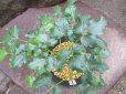 画像3: レンゲショウマ【白楽天】（一点もの）4.5号 (3)