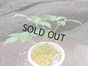 販売品です。