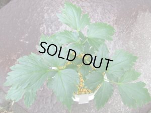 画像3: モエギ姫レンゲショウマ（一点もの）3.5号