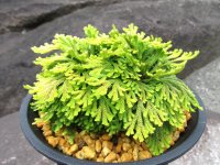 栄獅子　（4.5号プラ）