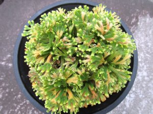 画像3: 里見　（4.5号プラ）