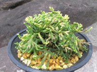 尾張富士　（4.5号プラ）