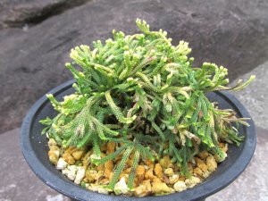 画像1: 尾張富士　（4.5号プラ）