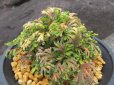 画像2: 紫金襴　（4.5号プラ） (2)
