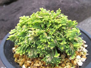 画像2: 志峰閣　（4.5号プラ）