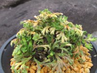 紫金襴　（4.5号プラ）