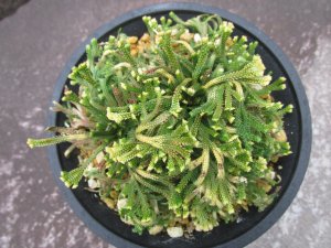 画像3: 尾張富士　（4.5号プラ）