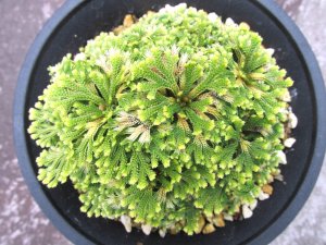 画像3: 志峰閣　（4.5号プラ）