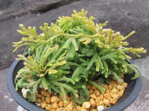 画像1: 女峰　（4.5号プラ）