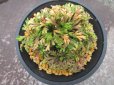 画像3: 紫金襴　（4.5号プラ） (3)